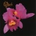 OPETH - Orchid