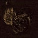 THY DARKENED SHADE - Eternvs Mos, Nex Ritvs