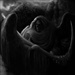 ADVERSARIAL - Prophetic Plain Of Abyssal Revelation