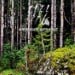 GOATMOON / DEAD REPTILE SHRINE - Summerforest