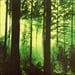 THY SERPENT - Forests Of Witchery