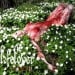 LIFELOVER - Pulver