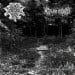 BLACK IMPERIAL BLOOD / GRUNDHYRDE - Split