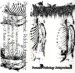 PHARMACIST - Forensic Pathology Jurisprudence (White Shell)